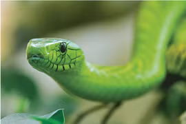 Kỷ lục về Rắn