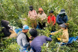 Gia Lai: Người dân vùng khó đổ xô đi săn đặc sản từ rừng già