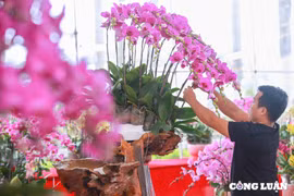 Cận cảnh hoa lan hồ điệp Đà Lạt có giá hàng chục triệu, thậm chí tiền tỷ tại Thủ đô Hà Nội