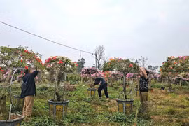 Nông dân làng hoa giấy Phù Đổng rộn ràng chuẩn bị vụ Tết