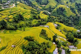 Ngắm mùa lúa chín Hoàng Su Phì trên dãy Tây Côn Lĩnh