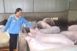 Thoát nghèo bền vững nhờ con giống tại Lâm Đồng