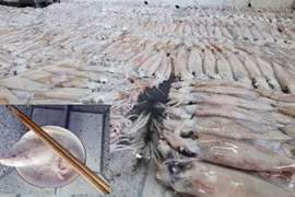 Thái Bình: Niêm phong trên 3,7 tấn hải sản chưa rõ nguồn gốc để phục vụ điều tra