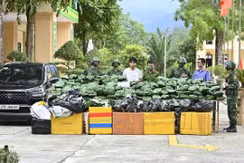Bắt giữ đối tượng vận chuyển 240kg cần sa khô