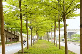 Ngắm vẻ đẹp của bàng lá nhỏ nơi Thủ đô tấp nập