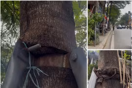 Hà Nội: Hàng trăm cây xanh phố Khâm Thiên bị 'giam cầm' bởi vòng sắt gỉ sét
