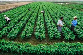 Chính phủ giảm 30% tiền thuê đất năm 2024