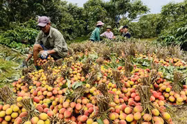 Quảng Ninh: Người dân được hỗ trợ tới 60 triệu đồng/ha khi bị ảnh hưởng bởi thiên tai
