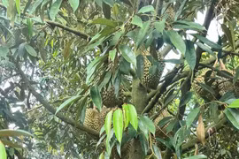Khánh Hòa: Kết quả nổi bật trong thực hiện Chương trình mục tiêu quốc gia giảm nghèo bền vững