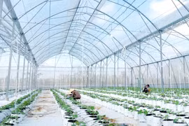 Cần Thơ chuyển mạnh sang nông nghiệp chất lượng cao, nâng giá trị gia tăng