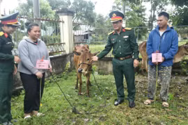 Bàn giao 34 con bò sinh sản cho hộ nghèo và cận nghèo trên địa bàn các xã biên giới Ia Lâu và Ia Mơ