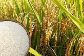 Kiểm tra liên ngành việc kinh doanh xuất khẩu gạo tại Đồng bằng sông Cửu Long