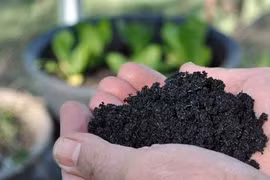 Đốt bỏ phụ phẩm: Việt Nam đang lãng phí “mỏ vàng” than sinh học