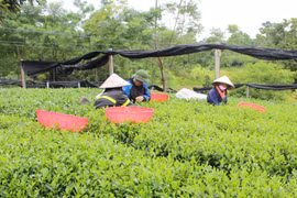 Thái Nguyên hướng đến mục tiêu giảm nghèo thực chất và bền vững