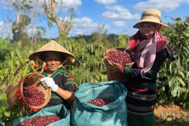 Ngày 23/12: Giá cà phê và giá tiêu tiếp tục tăng do đầu cơ