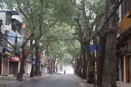 Hà Nội: Di chuyển, chặt hạ gần 100 cây xanh để làm đường Vành đai 1