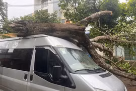 Gia Lai: Cây phượng cổ thụ bất ngờ ngã đổ, đè trúng xe khách 16 chỗ