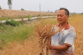 Khẩn trương bồi thường thiệt hại cho người dân có lúa chết cạnh cao tốc Cần Thơ - Cà Mau