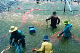 Cần Thơ đặt mục tiêu trở thành trung tâm dịch vụ khoa học công nghệ thủy sản