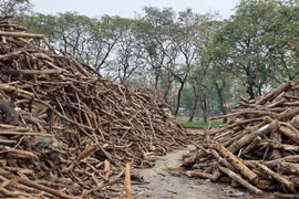 Củi gỗ thu hồi sau bão Yagi vẫn 'chất núi' tại Công viên Tuổi Trẻ Thủ đô chờ đấu giá
