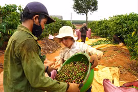 Giá nông sản hôm nay 30/10/2025: Giá cà phê và hồ tiêu ồ ạt tăng