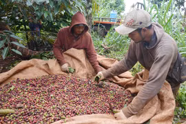 Giá nông sản hôm nay ngày 9/7/2025: Đồng loạt lao dốc