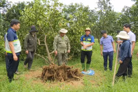 Khuyến nông quốc gia hỗ trợ nông dân Hà Tĩnh phục hồi sau bão