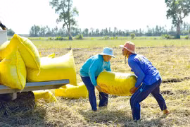 Giá gạo xuất khẩu xuống thấp nhất trong 9 năm