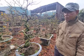 Gia Lai: Nhà vườn chăm mai “khóc ròng” vì thời tiết thất thường khiến mai nở chậm