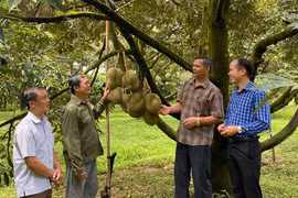 Gia Lai: Đa dạng hóa sinh kế, tạo bứt phá trong giảm nghèo bền vững