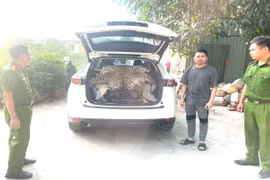 Ninh Bình: Khởi tố nam tài xế chở bộ da báo hoa mai đi bán