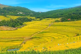 Phú Thọ tổ chức Lễ hội ruộng bậc thang Miền Đồi trong 2 ngày