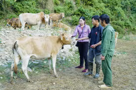 Linh hoạt, sáng tạo và sâu sát để khắc phục những thách thức trong giảm nghèo sau sáp nhập