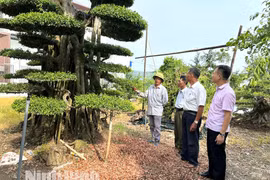 Ninh Bình: Hơn 213.000 hộ nghèo và đối tượng chính sách được thụ hưởng từ nguồn vốn tín dụng chính sách xã hội