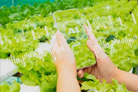 Nông dân Việt Nam được hỗ trợ ứng dụng AI vào sản xuất, thích ứng biến đổi khí hậu