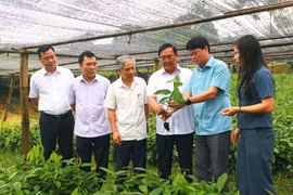 Hỗ trợ người nghèo tiếp cận viễn thông, công nghệ thông tin, vươn lên cải thiện sinh kế