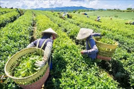 Thái Nguyên: Khi công nghệ trở thành “cán bộ giảm nghèo”