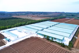 Gia Lai: Xét nghiệm, làm rõ trại heo nghi phát sinh bệnh dịch tả châu Phi