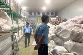 Gia Lai: Tiêu hủy hơn 100 tấn heo quay và heo sữa chuyển màu, bốc mùi