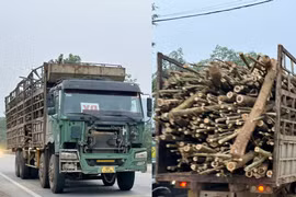 Thanh Hoá: Nguy cơ mất an toàn giao thông từ các xe chở gỗ keo