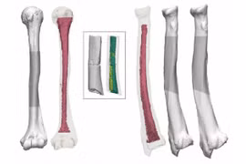 Nghiên cứu tiết lộ hóa thạch cổ nhất của Nhật Bản không phải con người