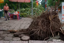 Hà Nội: Nhiều cây xanh bật gốc, gãy đổ chờ được di dời