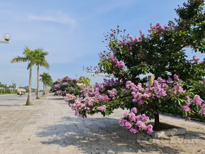 Tại Đại lộ Võ Nguyên Giáp, TP Thanh Hoá ai đi qua cũng phải nhìn ngắm đôi lần hàng bằng lăng tím đang toả bóng. Và sau khi hoa tàn, quả sẽ xuất hiện. Quả có hình cầu, khi còn non quả có màu xanh tím rồi dần dần chuyển thành màu nâu gỗ khi già.&nbsp;Quả của cây bằng lăng khá cứng, bên trong có chứa hạt.