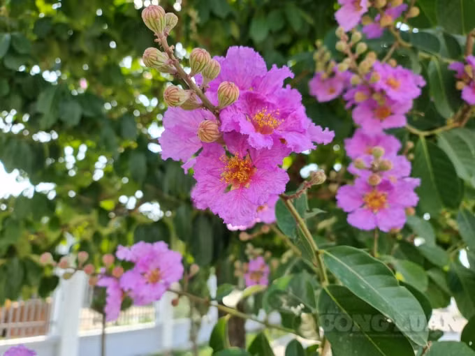 Vì hoa nở vào mùa hè lúc kết thúc năm học nên khi nhắc đến hoa này nhiều người còn liên tưởng đến mùa chia tay học trò. Màu tím của hoa càng gợi nên nét buồn man mác.