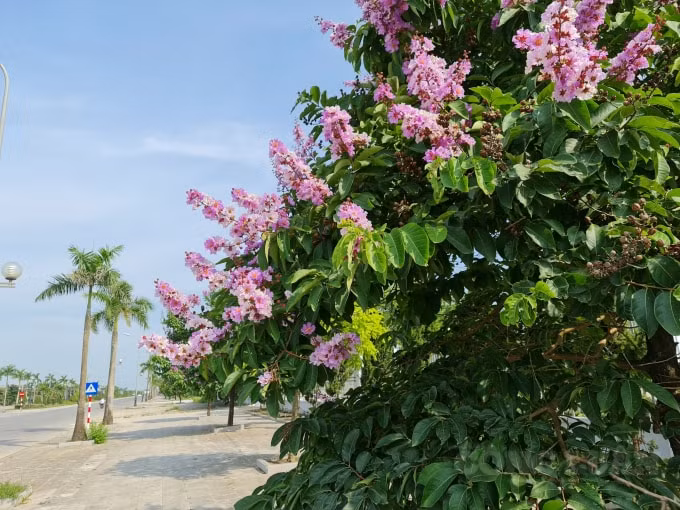 Ngoài màu hoa phổ biến là màu tím nhẹ nhàng, thủy chung, hoa bằng lăng còn có màu hồng, tím trắng hay tím sẫm rất đẹp mắt, hoa thường mọc thành từng chùm ở đầu cành, cành hoa có chiều dài từ 20-30 cm. Hoa màu tím, cánh mỏng nở xòe thành chùm rất đẹp; rễ cọc đâm sâu hút chất dinh dưỡng.