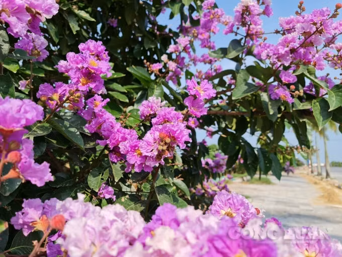 Mỗi bông hoa khi nở xòe rộng và được tạo thành từ 6 cánh hoa mỏng, nhẹ như xác pháo. Hoa thường nở rộ vào mùa hè. Hoa bằng lăng còn có tên khoa học là Lagerstroemia speciosa và có tốc độ sinh trưởng nhanh, phù hợp với môi trường ẩm, có ánh nắng.