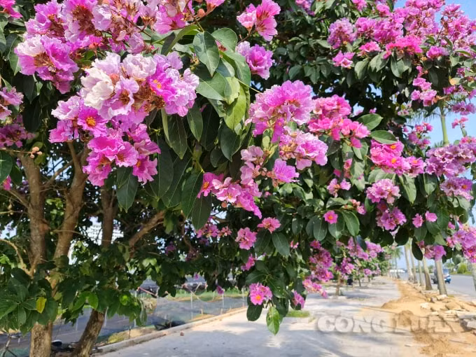 Không chỉ thế, cây còn hấp thụ khói bụi, khí độc hại đem lại bầu không khí trong lành cho môi trường. Trong đông y, lá cây bằng lăng có thể đun nước uống như uống trà giúp chữa bệnh tiểu đường và đau bao tử.