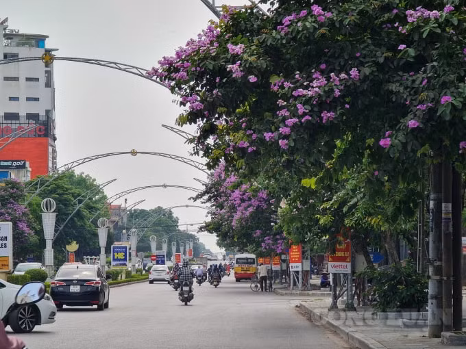 Cây bằng lăng thường được trồng để che nắng bởi tán của nó rất rộng, thân cây rất thẳng. Hoa thường nở vào mùa hè, khi học sinh bước vào kỳ nghỉ hè nên còn mang ý nghĩa của sự ngây thơ, trong sáng đầy lãng mạn của học trò. Cây bằng lăng được chọn vì theo UBND tỉnh Thanh Hoá cho biết, cây xanh trồng trên đường phố phải đáp ứng các tiêu chuẩn: Cây phải có thân thẳng tự nhiên, gỗ tốt, không già, không sâu bệnh, không dễ gãy bất thường gây tai nạn; có tán, cành lá cân đối, gọn gàng; bộ rễ cọc ăn sâu trong đất, vững chắc và không nổi trên mặt đất gây hư hại vỉa hè và công trình liền kề; cây không thuộc danh mục cây cấm trồng.