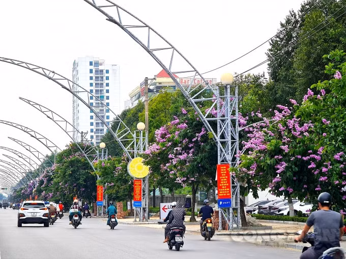 Hoa bằng lăng nở rộ 2 bên đường Đại lộ Lê Lợi, TP Thanh Hoá. Cây bằng lăng là loài thực vật có nguồn gốc từ Ấn Độ, Đông Nam Á và một số đất nước khác có khí hậu nhiệt đới. Đây là một loài cây thân gỗ, có chiều cao trung bình từ 5 đến 10m, bao gồm 3 loại chính: bằng lăng nước, bằng lăng tía, bằng lăng vàng và bằng lăng lông. Được biết, toàn bộ hệ thống cây xanh đô thị trên địa bàn TP. Thanh Hoá thuộc quản lý của Công ty Môi trường và Công trình đô thị Thanh Hoá.