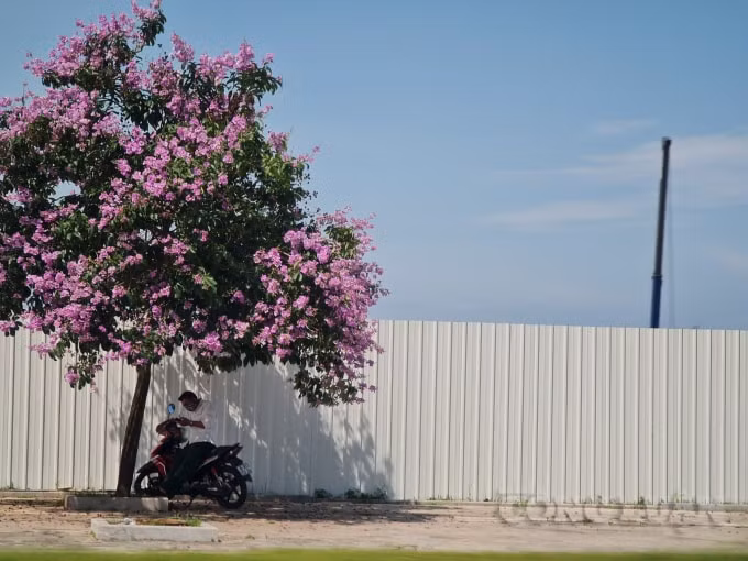 Loài hoa này được truyền miệng rằng hoa là sự hóa thân của nàng tiên út con của vua trời. Do nàng phạm quy khiến vua cha nổi giận và bị hóa phép thành hoa bằng lăng. Trên thực tế, hoa được trồng bắt nguồn từ Ấn Độ và du nhập vào Việt Nam ngày càng nhiều.